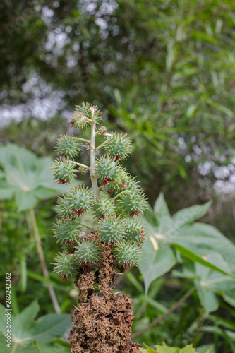 Ricinus communis, commonly known as castor oil plant. Medical seeds. Green plant