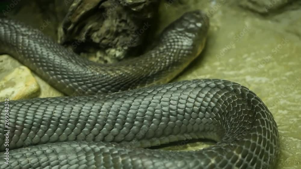 Majestic poisonous snake with dark skin. Beautiful Monocled king cobra with black skin on rock in terrarium cage. Majestic poisonous snake with dark skin. Beautiful Monocled king cobra with black skin on rock in terrarium cage.