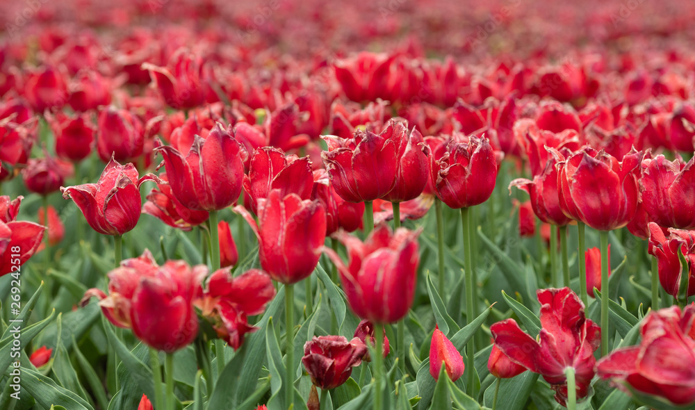 Red faded tulips field in Holland.
