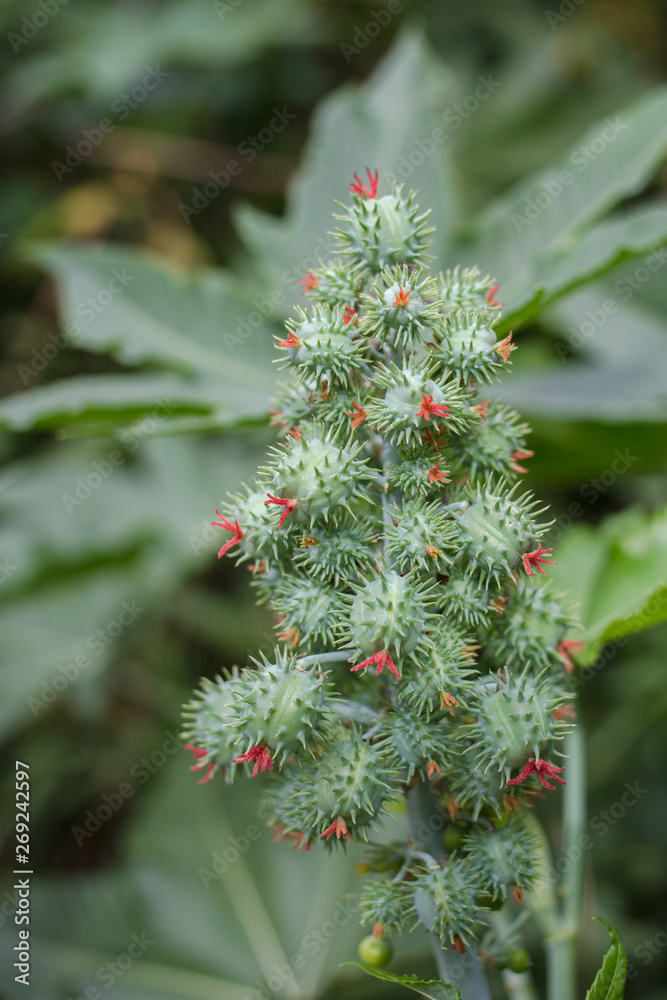 Ricinus communis, commonly known as castor oil plant. Medical seeds. Green plant Ricinus communis, commonly known as castor oil plant. Medical seeds. Green plant