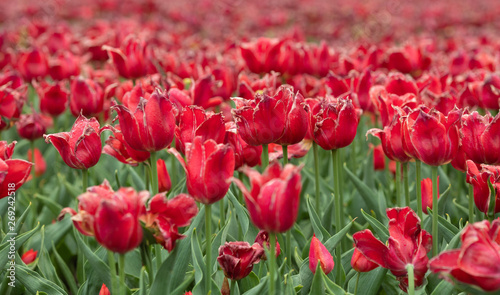Red faded tulips field in Holland.