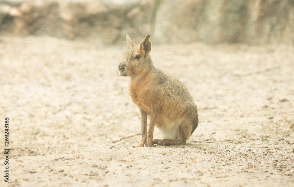 Fototapeta premium A Patagonian Mara or Dolichotis Patagonum in a zoo 