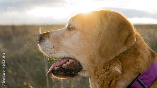 Close portrait of labrador dog