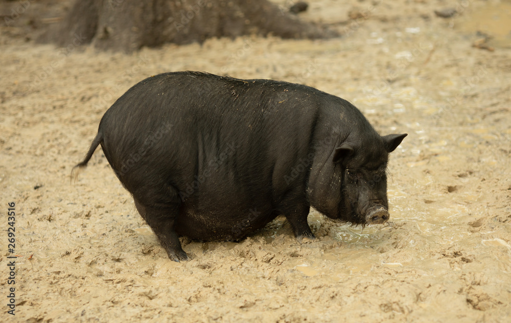 Household Pig Enjoys Relaxing In Dirt. Large Black Pig. Domestic Pig. Household Pig Enjoys Relaxing In Dirt. Large Black Pig. Domestic Pig.