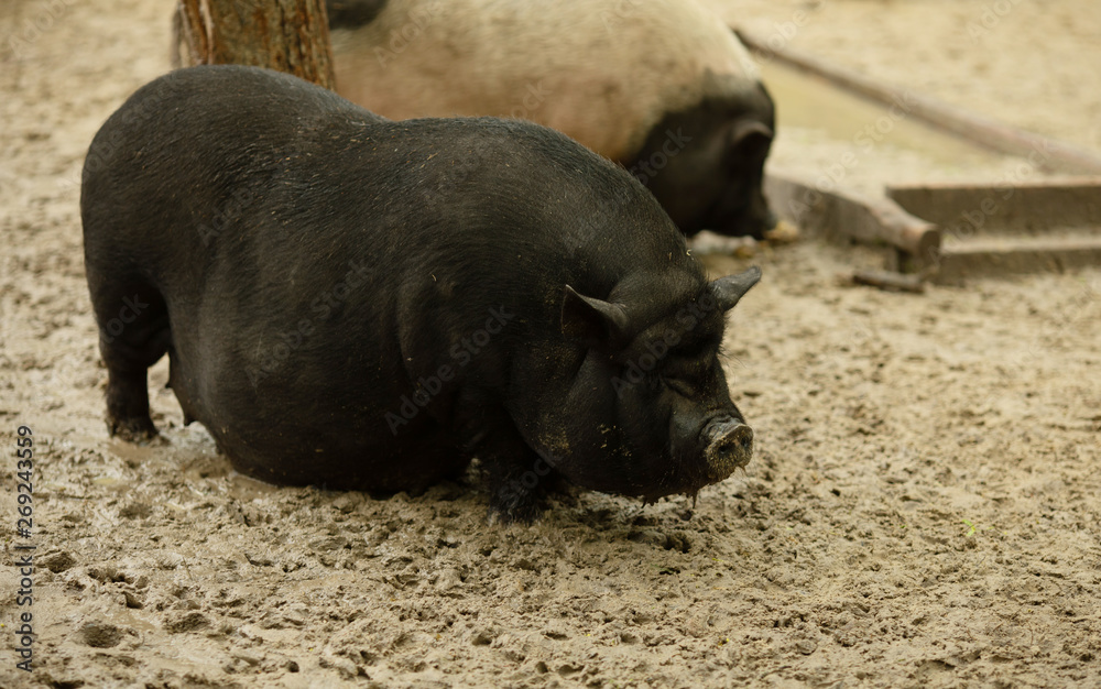 Household Pig Enjoys Relaxing In Dirt. Large Black Pig. Domestic Pig. Household Pig Enjoys Relaxing In Dirt. Large Black Pig. Domestic Pig.