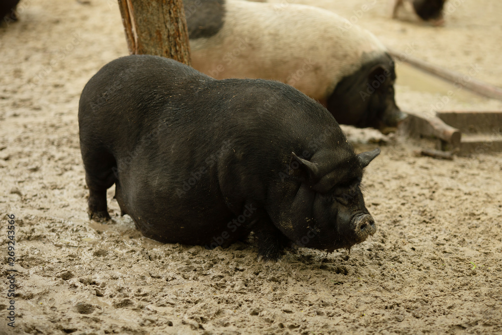 Household Pig Enjoys Relaxing In Dirt. Large Black Pig. Domestic Pig. Household Pig Enjoys Relaxing In Dirt. Large Black Pig. Domestic Pig.