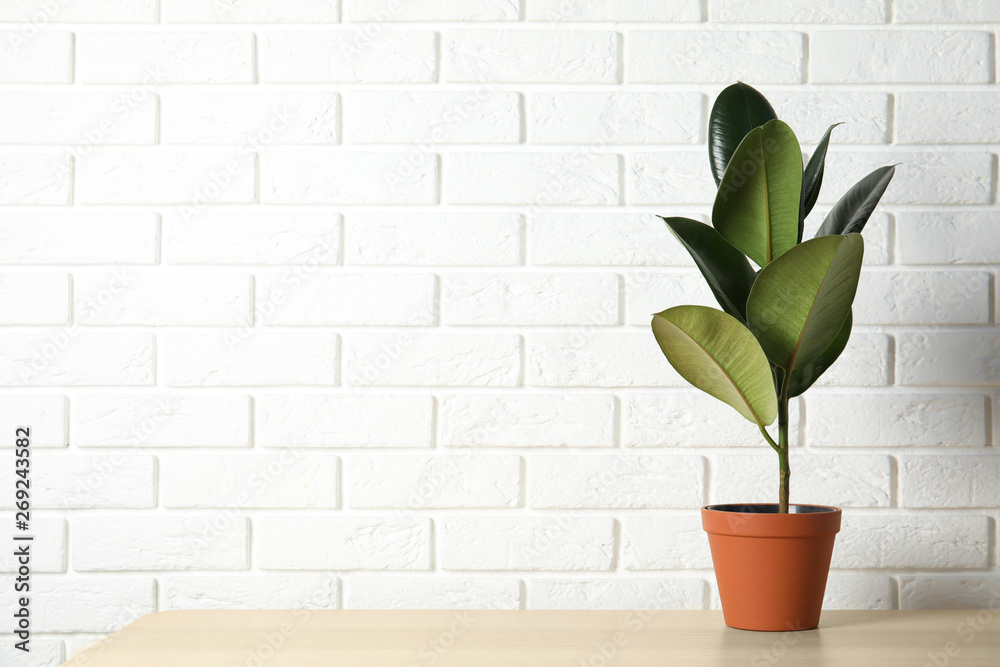 Rubber plant in pot on table near brick wall, space for text. Home decor
