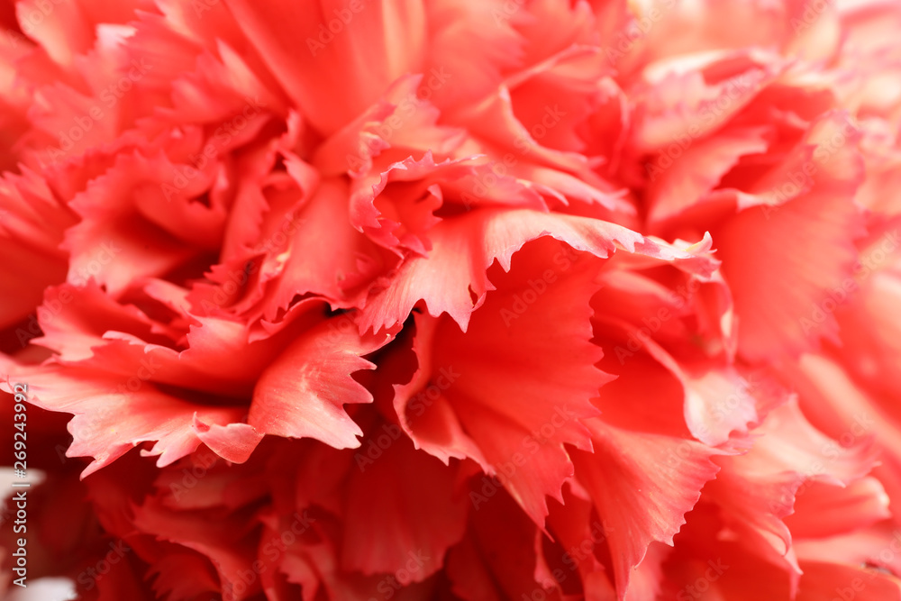 Beautiful carnation with coral petals as background, closeup