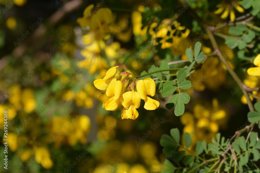 Vetch-like coronilla Vetch-like coronilla