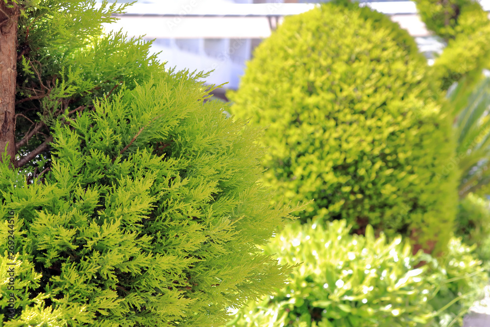 green trees in the yard green trees in the yard