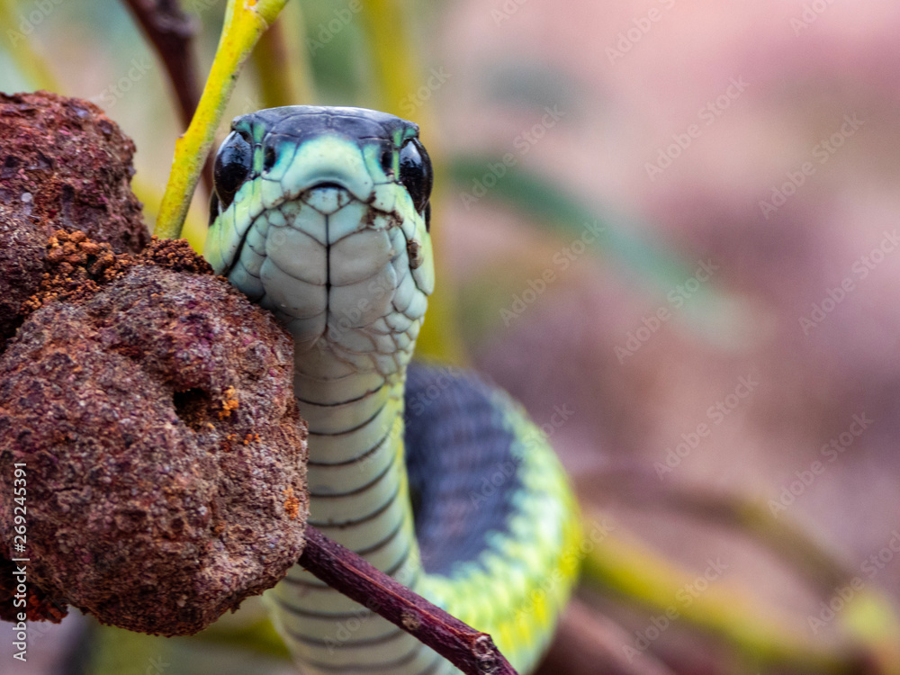Boomslang (Dispholidus typus) Snake from Africa Stock Photo Adobe Stock