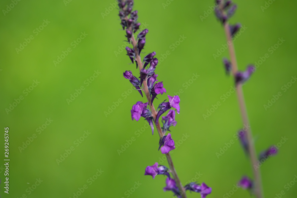 Obraz premium Purple Toadflax Inflorescence in Springtime