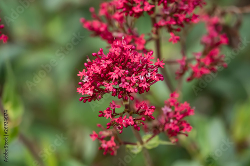 Red Valerian Flowers in Bloom in Springtime