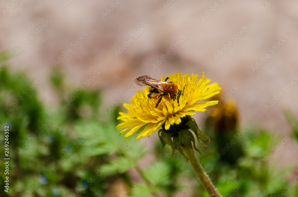 Yellow flowers. A bee over a yellow flower. Yellow flowers. A bee over a yellow flower.