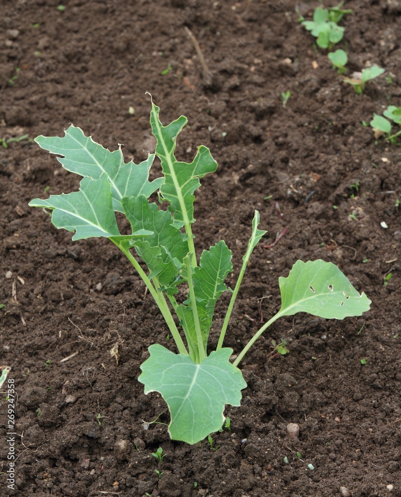 Kohlrabi damaged by snails. Slug damage on young green kohlrabi leaves, organic agriculture Kohlrabi damaged by snails. Slug damage on young green kohlrabi leaves, organic agriculture