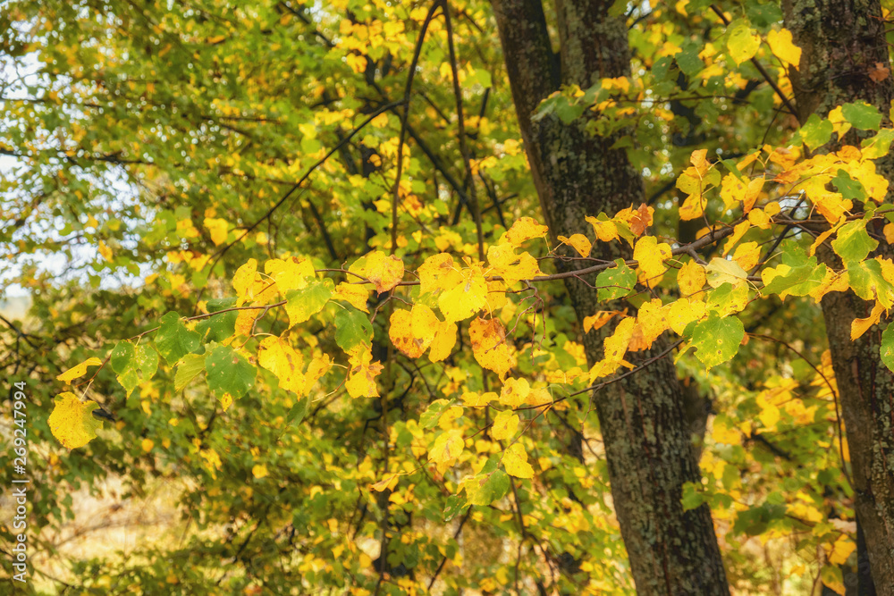 autumn forest autumn forest