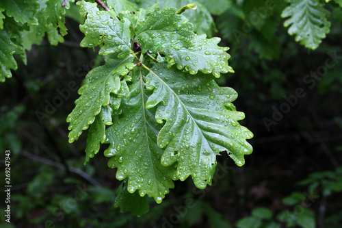 Green foliage is covered with drops of moisture after rain © leomalsam