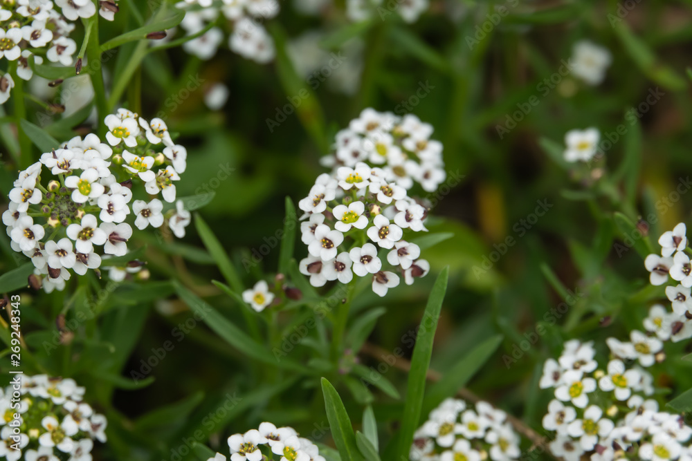 Sweet Alyssum Flowers in Bloom in Springtime