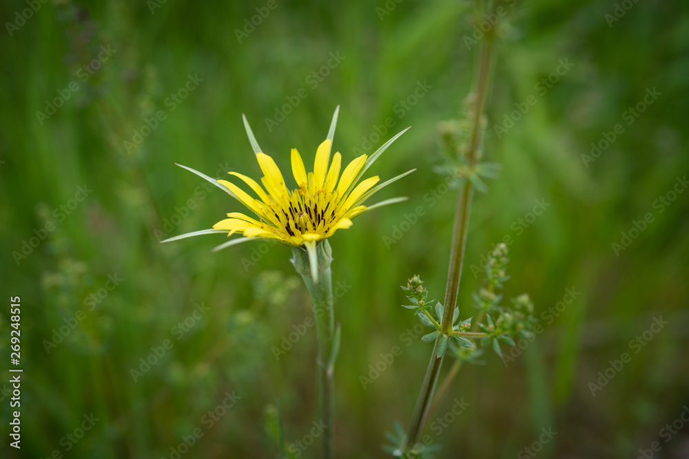 Ziegenbart Blume Gelb Ziegenbart Blume Gelb