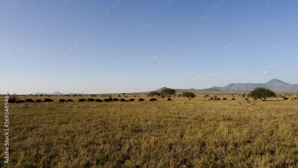 group of water buffalos
