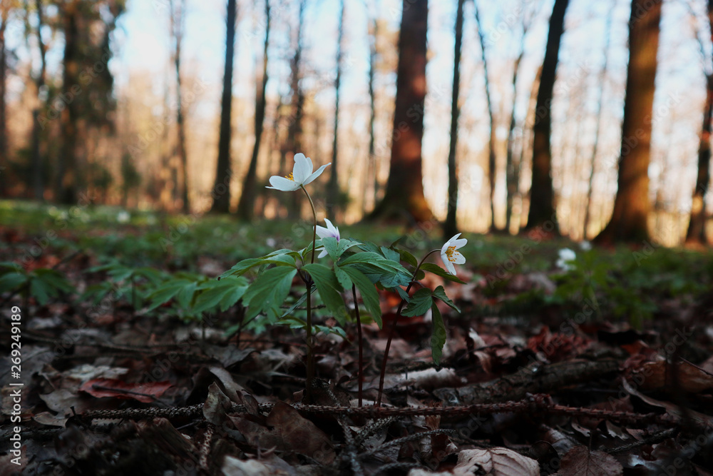 Obraz premium White flowers in the forest 2