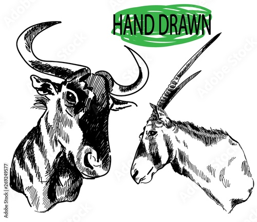 Animals of Africa Realistic freehand drawing in vintage style. A wildebeest and a horned antelope. A set of images.