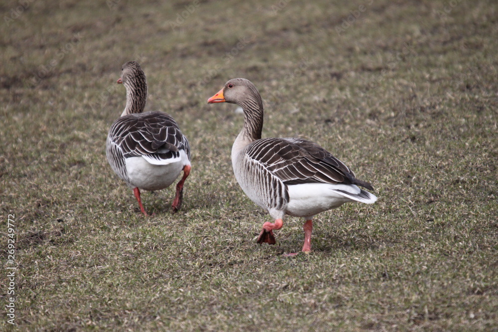 A couple of greylag goose walking on a field A couple of greylag goose walking on a field