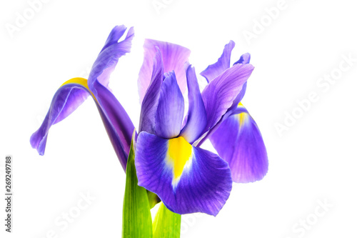 Iris flower on white background