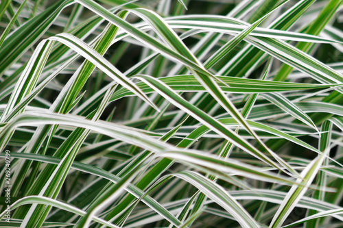 defocused background of a Phalaris leaves  stripy white and green color grass