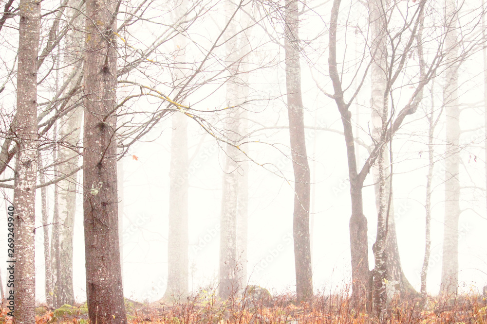 Fototapeta premium trees in the fog