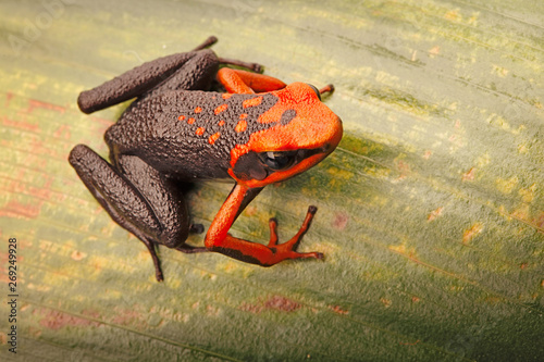 Poison dart frog, Ameerega silverstonei.  A tropical rain forest animal from the Amazon jungle in Peru. photo