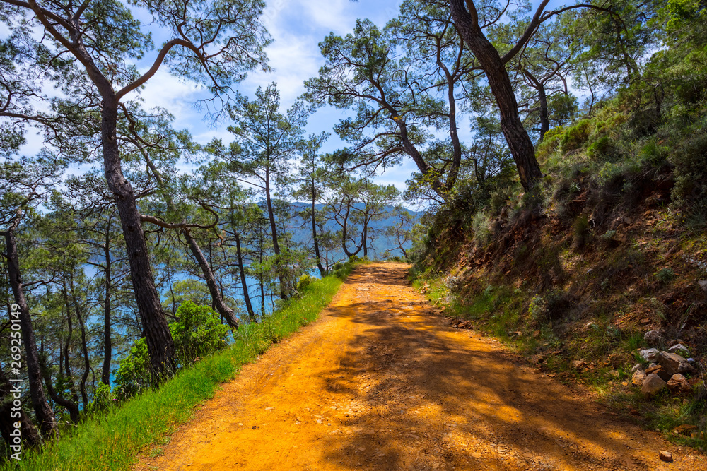 Fototapeta premium ground road over the mount slope among the pine forest