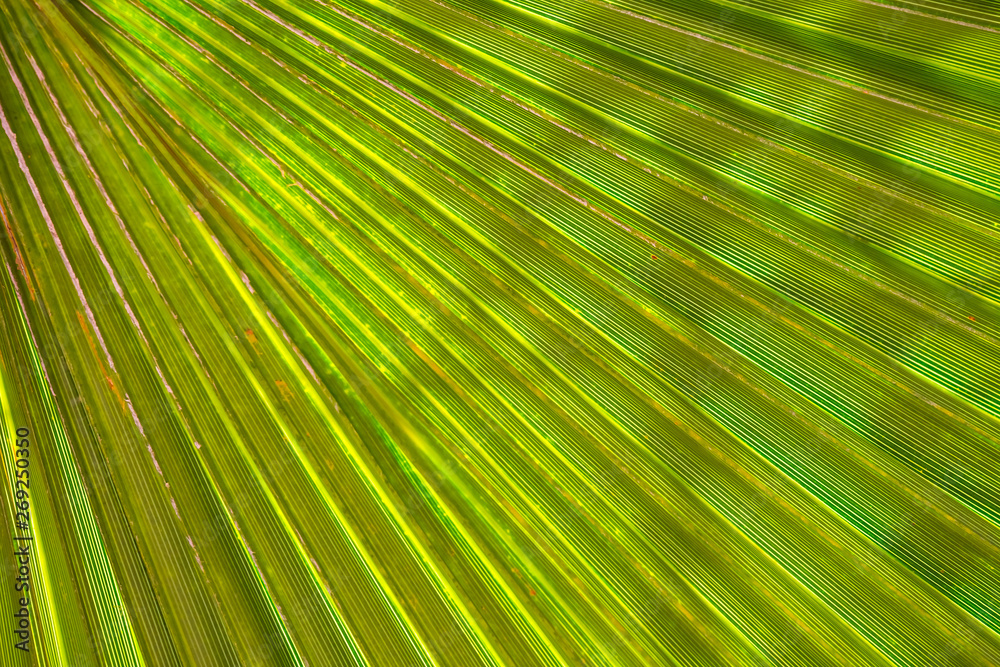 closeup palm tree leaf in the sunlight, good natural background closeup palm tree leaf in the sunlight, good natural background
