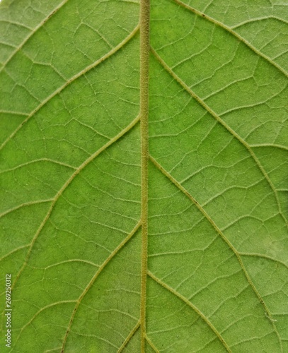 Green veins inside a leaf