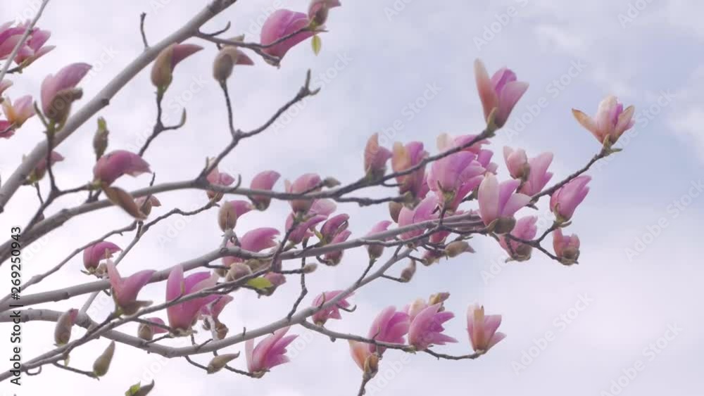 Close up of magnolia tree with pink flowers against sky Close up of magnolia tree with pink flowers against sky