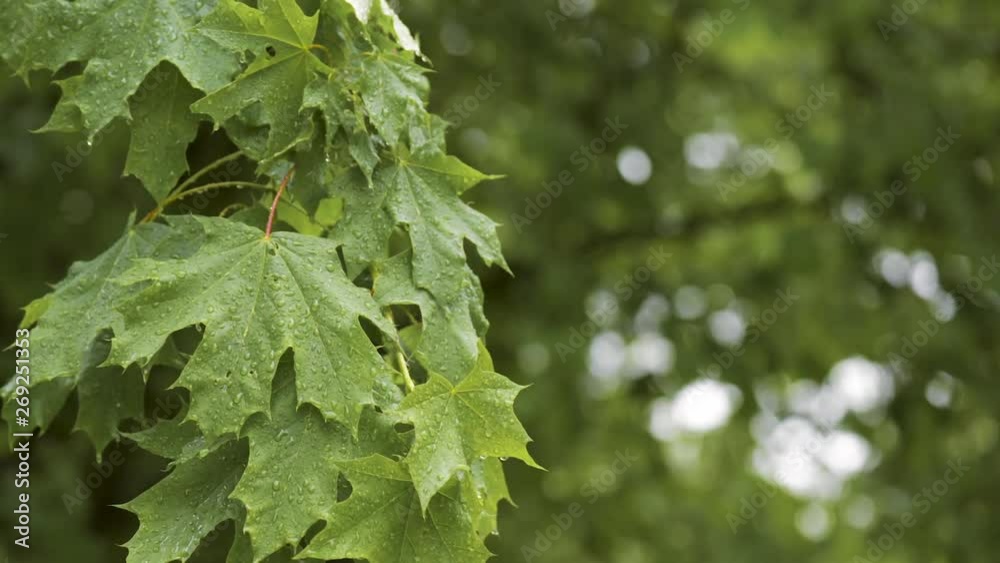 Rain days. Raindrops on green maple leaves. Close-up of water droplets on tree leaves. Wet leaves in summer or spring forest after rainfall. Rain days. Raindrops on green maple leaves. Close-up of water droplets on tree leaves. Wet leaves in summer or spring forest after rainfall.