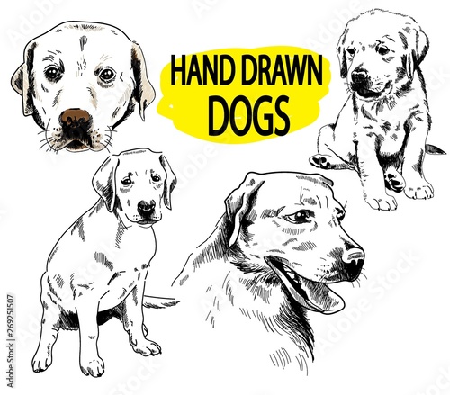 Set of images of labrador. Dog breeds. Puppies, adult dogs. Freehand drawing, vintage image. Figure pen.