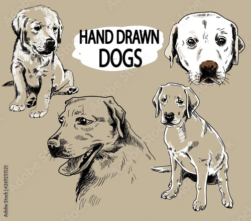 Set of images of labrador. Dog breeds. Puppies, adult dogs. Freehand drawing, vintage image. Figure pen.