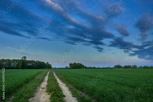 Ground road through a green fields, trees on the horizon and evening colorful sky