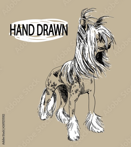 Chinese Crested Dog. Drawing by hand in vintage style. The dog stands and the fur develops in the wind. A dog with spots.