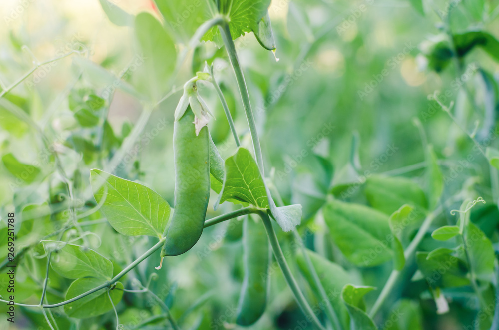 Pods of green peas grow on the garden Pods of green peas grow on the garden