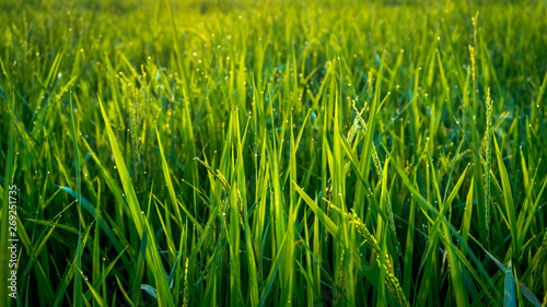 grain of dew in the rice fields in the morning
