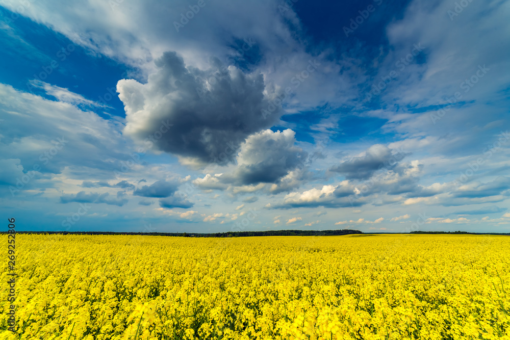 Beautiful wide landscape of yellow rape field Beautiful wide landscape of yellow rape field