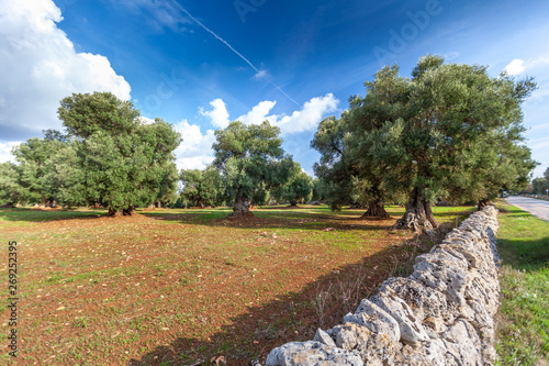 Alluring view on a grass field and a beautiful olive trees in Apulia countryside, Italy. photo