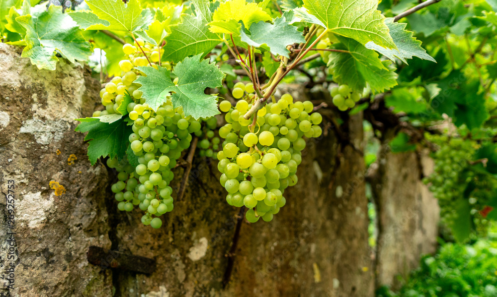 Grapes on an old wall in an English country village, United Kingdom