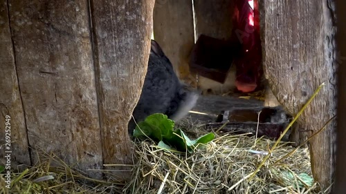 Two black rabbits eats hay in a cage
