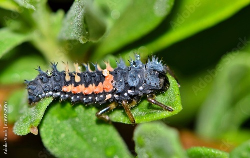 A lady beetle larva has an alien appearance as it hunts for small insects amid shrubbery in Houston, TX. © Brett