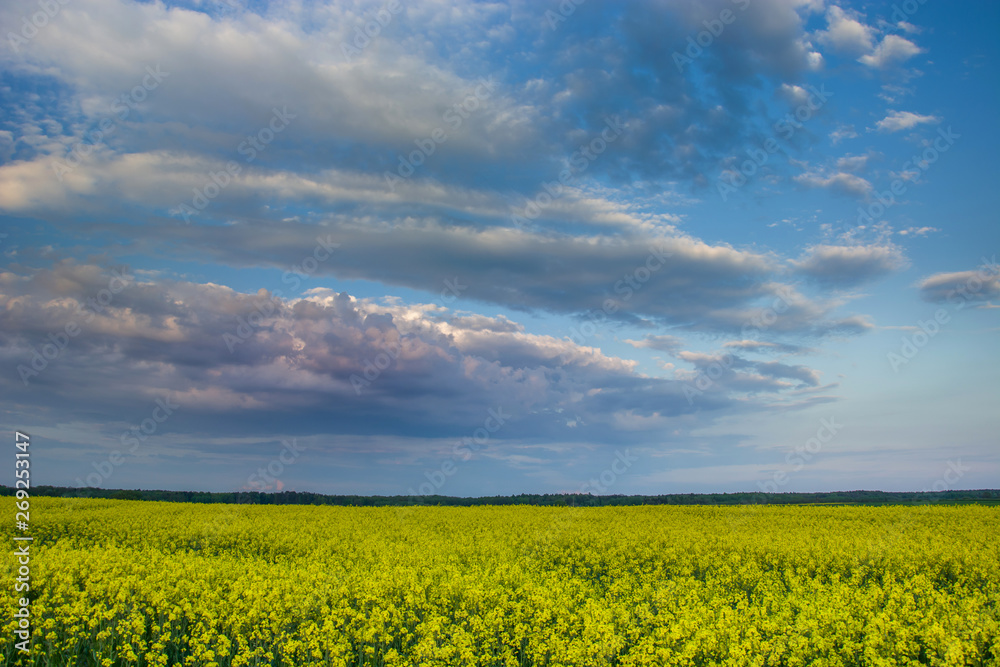 Field of rapeseed, horizon and colorful evening clouds on a blue sky