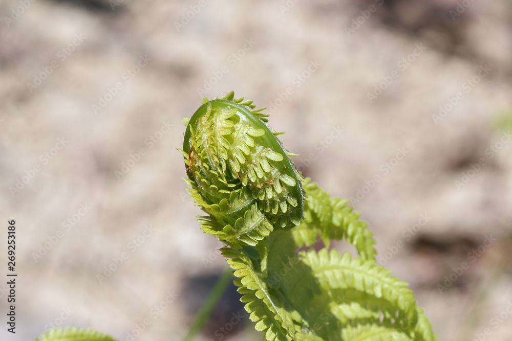Fototapeta premium A green fern unfolds its leaves with a selective focus. Macro shooting.