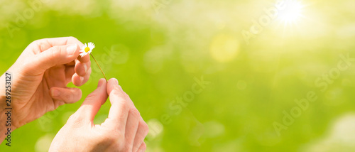 Gänseblümchen in den Händen vor grünem Hintergrund